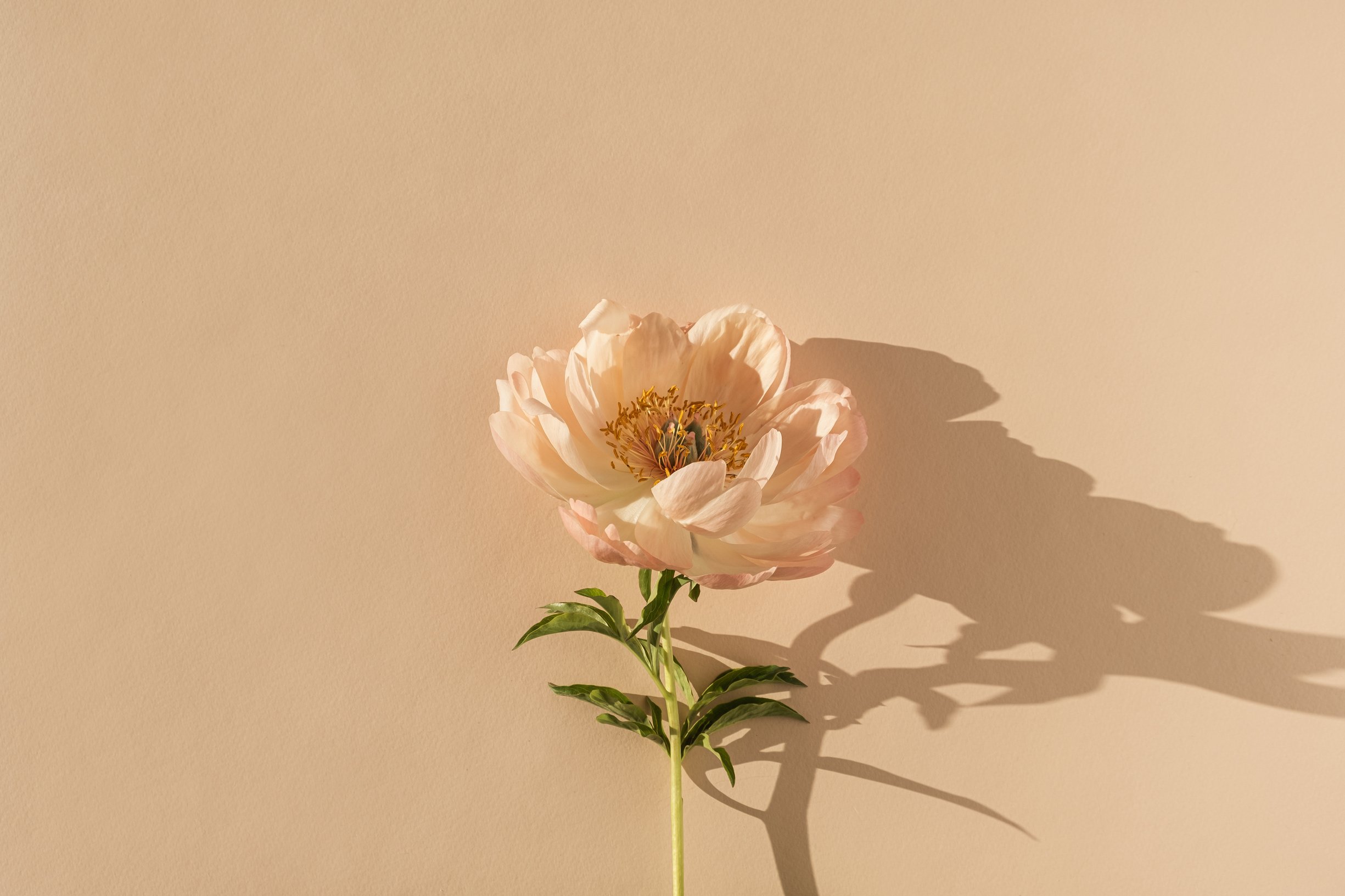 Peony Flower with Sunlight Shadow on Beige Background